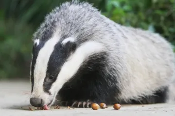 Životinje koje se svađaju brže stare i kraće žive (i to zbog ženki)