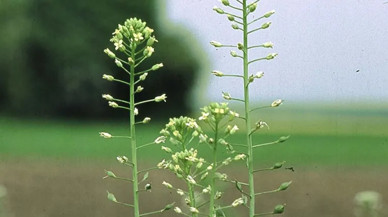 Uspješno uzgojena GM biljka koja proizvodi riblje ulje