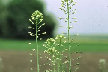 Uspješno uzgojena GM biljka koja proizvodi riblje ulje