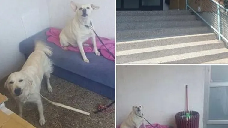 Kraj agonije za nesretnu Zagrepčanku koja je sa psima živjela u kartonskoj kutiji na Jarunu