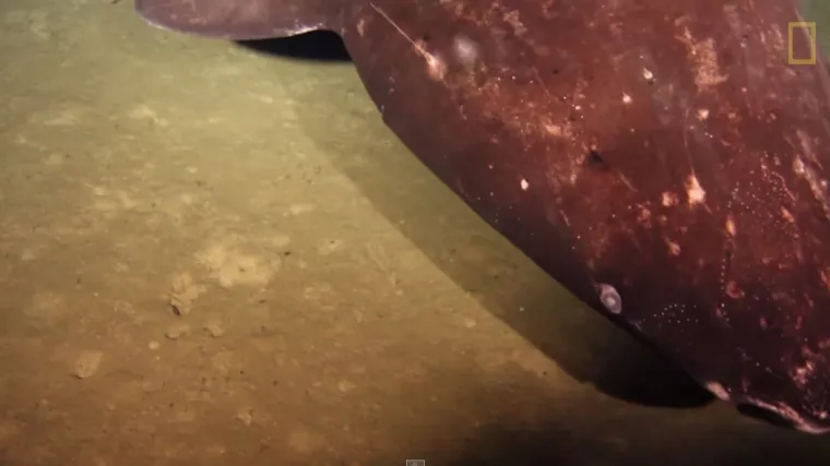 U aktivnom vulkanu otkriveni morski psi