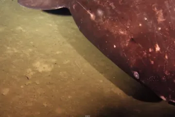 U aktivnom vulkanu otkriveni morski psi