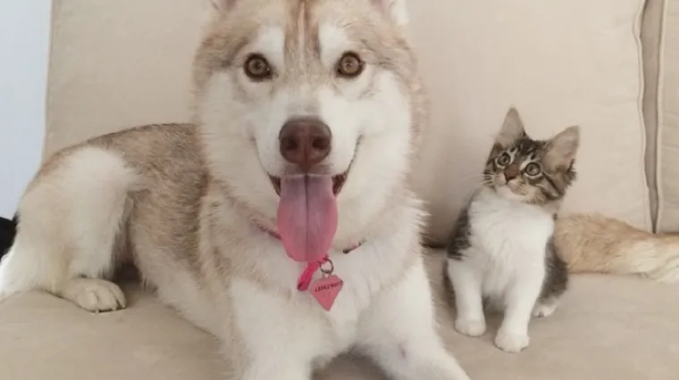 Mačku usvojio haski pa sad, jadna, misli da je štene