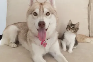 Mačku usvojio haski pa sad, jadna, misli da je štene