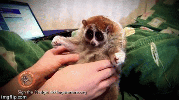 Vjerovali ili ne, ovo je mučenje životinja