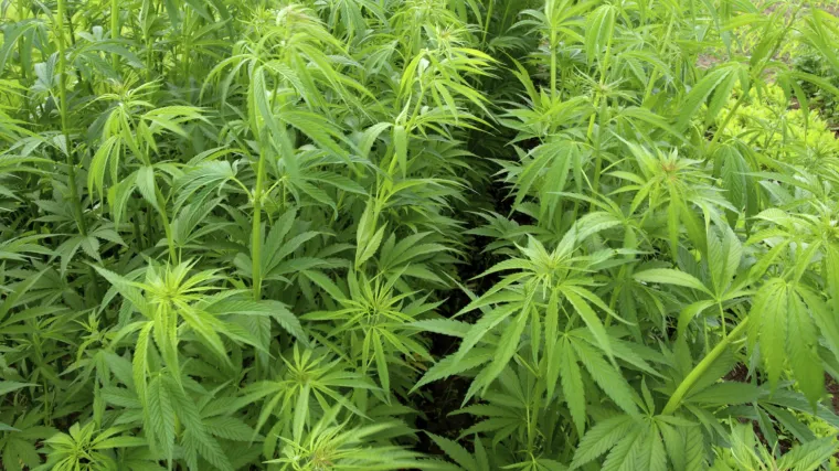 U Italiji predstavljen prijedlog zakona o legalizaciji kanabisa