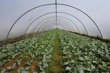 Proizvođač povrća krenuo težim putem i uspio
