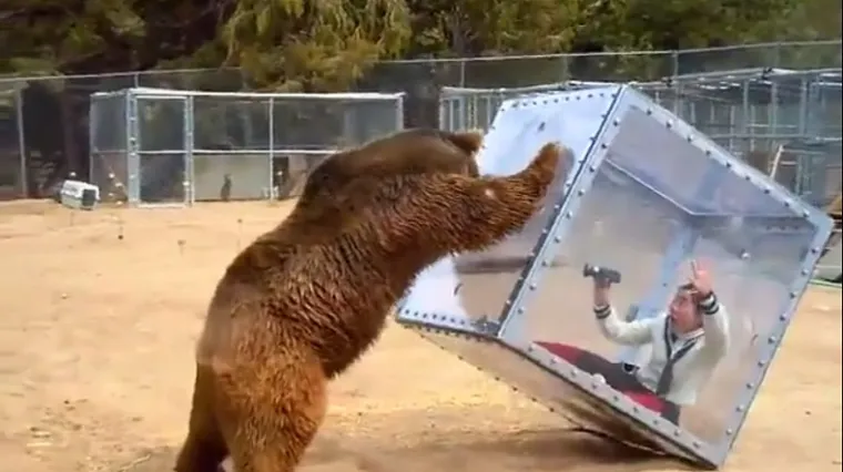 Urnebesni video medvjeda koji se 'poigrao' s velikom kockom