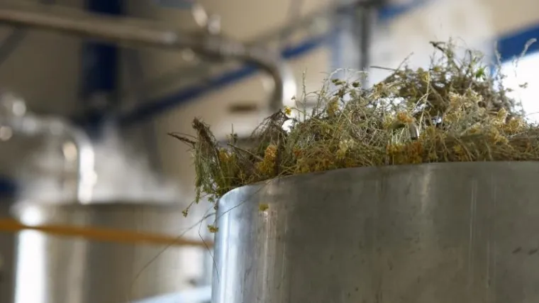 Sakupljanje dragocjene biljke je uzelo maha da često mora intervenirati i policija