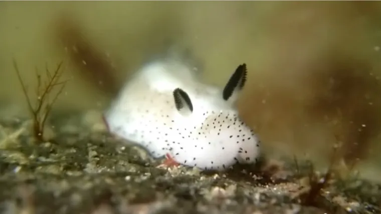 Preslatki morski zečići osvojili Japance, a zatim i internet