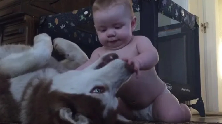 Ovaj video dokazat će vam da veliki psi i male bebe mogu biti odlični prijatelji