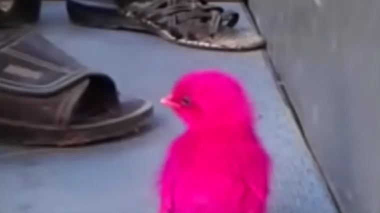 Šokantna priča s Tajlanda: piliće boje, pakiraju u plastične vrećice pa prodaju djeci kao igračke