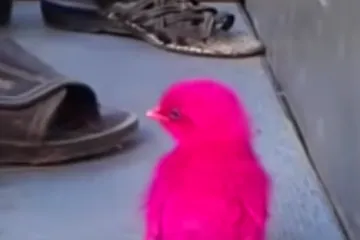 Šokantna priča s Tajlanda: piliće boje, pakiraju u plastične vrećice pa prodaju djeci kao igračke