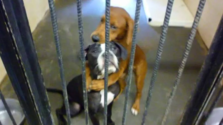 Psi izbjegli eutanaziju zbog fotografije na kojoj se grle