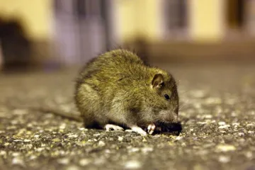 Zvao vatrogasce da mu iz perilice izvuku štakora!