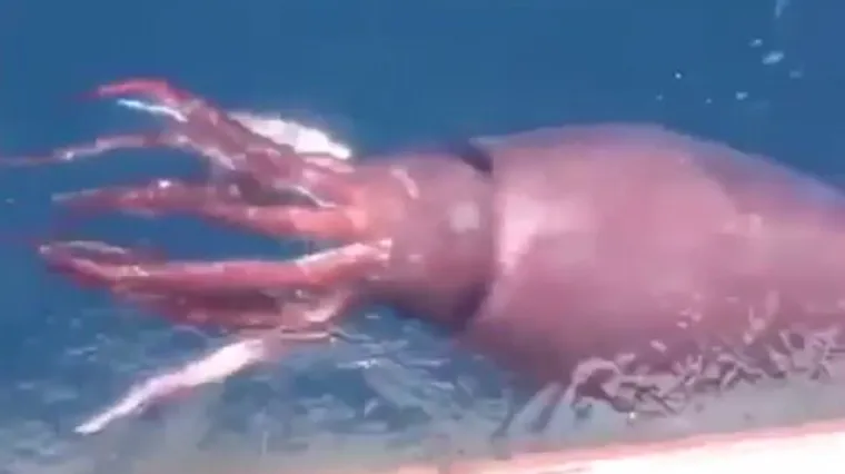 Ruski znanstvenici snimili neman koja je izronila iz morskih dubina i navalila na njihovu ribu