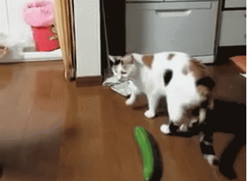 Je li ovo zlostavljanje životinja ili bezazlena &scaron;ala? Procijenite sami!