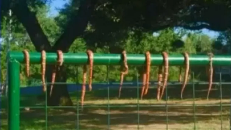 Vlasnici u strahu zbog stotina otrovnica koje gmižu oko kuće