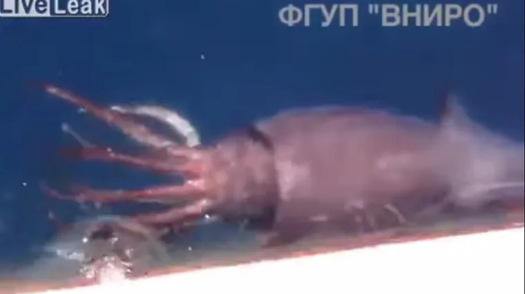 Mornari uspješno otjerali divovsku lignju