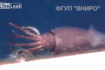 Mornari uspješno otjerali divovsku lignju