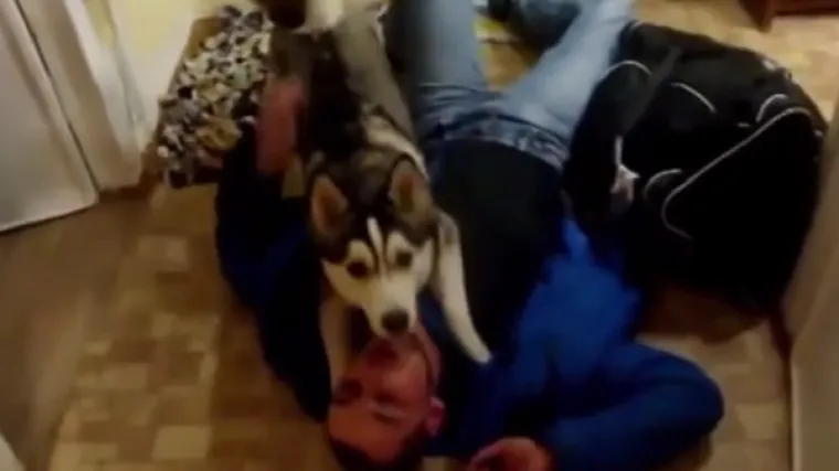 Sreći ovog haskija nije bilo kraja kad je ugledao vlasnika