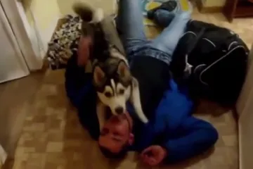 Sreći ovog haskija nije bilo kraja kad je ugledao vlasnika