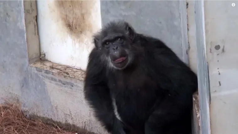 Čimpanze spašene iz laboratorija po prvi put vide vanjski svijet