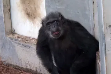 Čimpanze spašene iz laboratorija po prvi put vide vanjski svijet