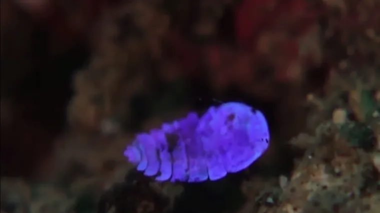 Otkriveno kako ova svjetlucava životinja postane prozirna