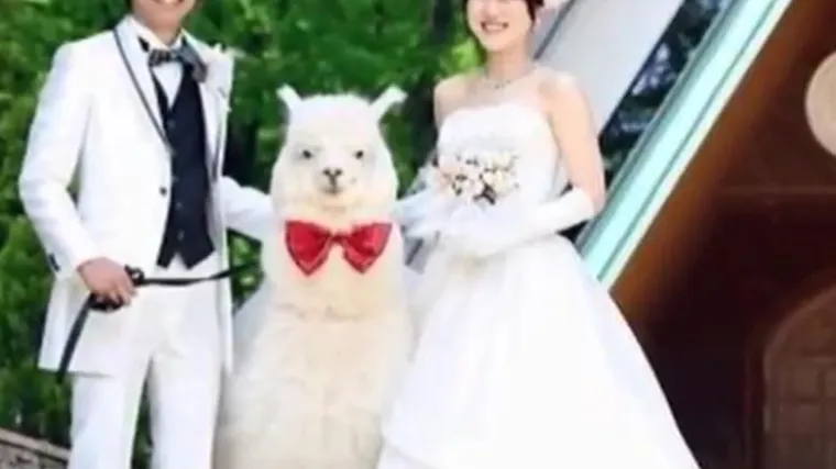 Zaručeni? Imate prsten? Samo vam treba jo&scaron; jedna alpaka (za kumu)