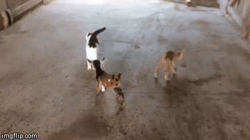 Patuljasti kozlići stari samo tjedan dana upoznali 'mačku čuvaricu'