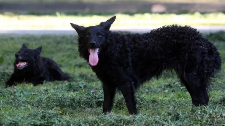 Lomio je zube svom ljubimcu