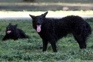 Lomio je zube svom ljubimcu