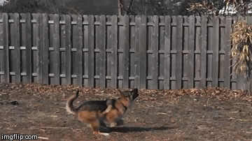 Ovi nespretni psi su najsmje&scaron;nija stvar koju ćete danas vidjeti na internetu