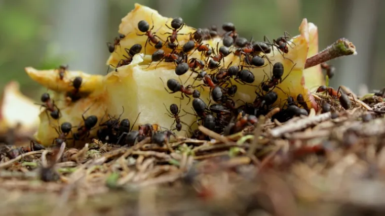 Ne lutaju besciljno, već su savršeno usklađeni