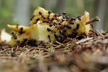 Ne lutaju besciljno, već su savršeno usklađeni