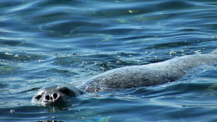 Izrešetali Adrianu, u njenom tijelu našli više od 100 komada sačme