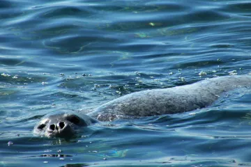 Izrešetali Adrianu, u njenom tijelu našli više od 100 komada sačme