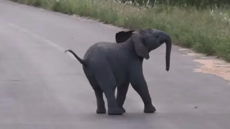 Slonić pokušava otjerati ptičice