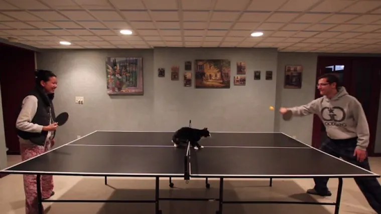 Ova mačka je luda za stolnim tenisom