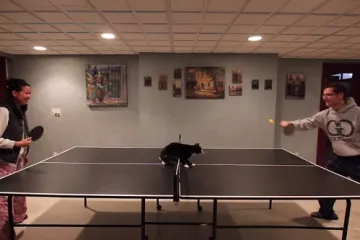 Ova mačka je luda za stolnim tenisom