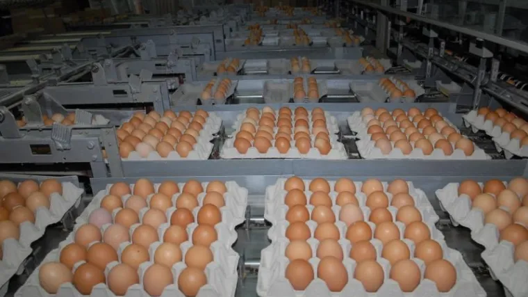 "Moj jajomat je oduševio i Todorića"