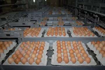 "Moj jajomat je oduševio i Todorića"