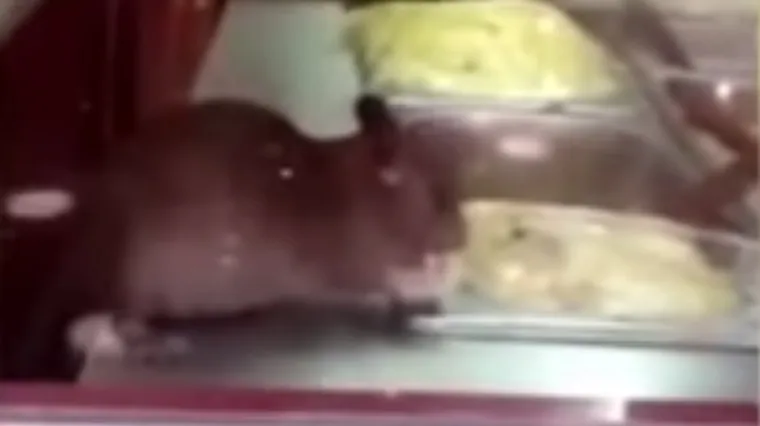 Veliki &scaron;takor gostio se u restoranu