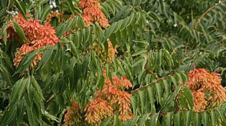 Veliki Brijun i jug Istre ugroženi pajasenom: riječ je o jednoj od najinvazivnijih biljki na svijetu!