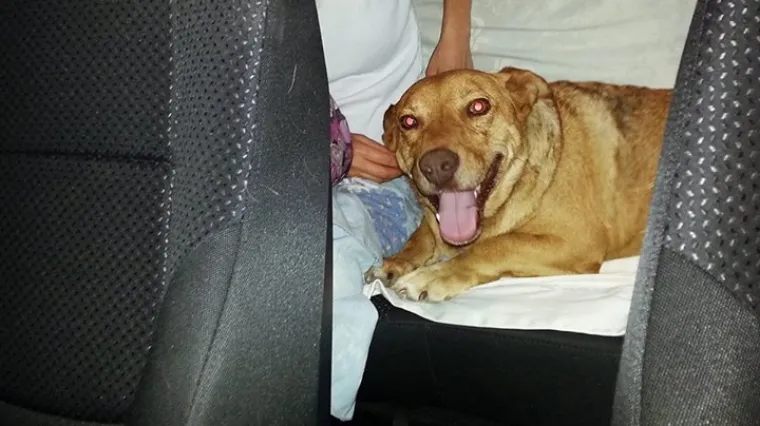 Upoznajte Žuću, psa koji se vozi beogradskim autobusima, a nekad ga znaju i 'oteti' na dan-dva