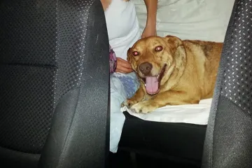 Upoznajte Žuću, psa koji se vozi beogradskim autobusima, a nekad ga znaju i 'oteti' na dan-dva