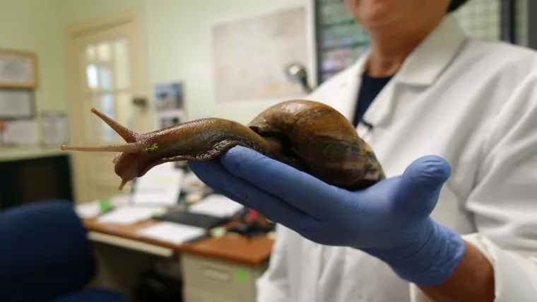 Divovski afrički puževi preplavili Floridu