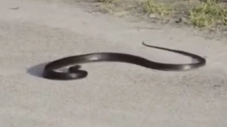 Nije, jer je (navodno) dobila infarkt