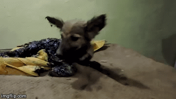 Prona&scaron;li psića prekrivenog katranom, pogledajte kako su ga uspjeli spasiti